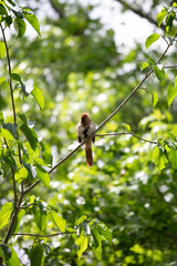 Brown Thrasher Grooming on a Tree