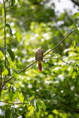 Curious Brown Thrasher on a Tree