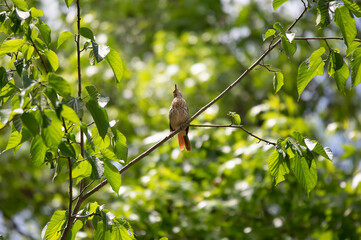 Curious Brown Thrasher on a Tree