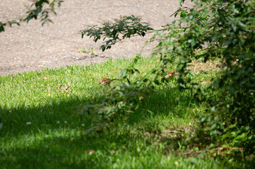 Brown Thrasher Foraging