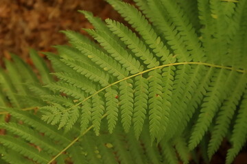 The fern leaf of the forest