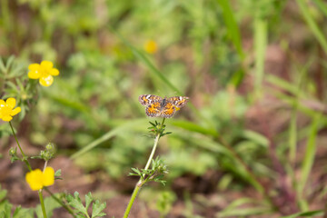Phaon Crescent Butterfly