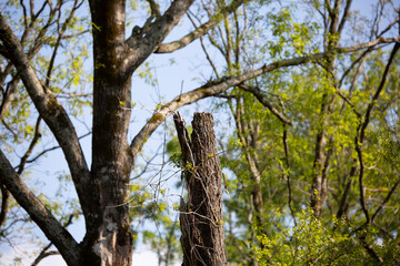 Damaged, Diseased Tree