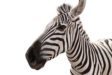 Fototapeta na wymiar Burchell's zebra isolated on white