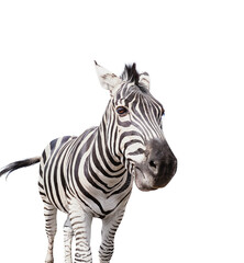 Burchell's zebra isolated on white