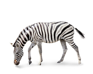 Burchell's zebra isolated on white
