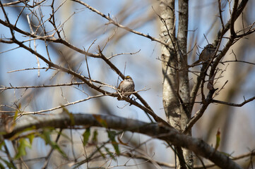 Fototapeta na wymiar Curious White-Throated Sparrow