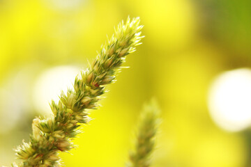 spinach flowers, macro photography, blurred backgrounds