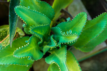 Kalanchoe pinnata, formerly known as Bryophyllum pinnatum, also known as the air plant, cathedral...