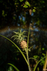 pine tree with cones