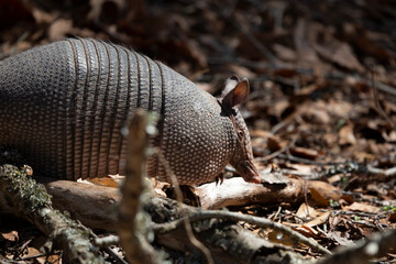 Nine-Banded Armadillo Foraging