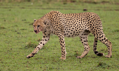 A cheetah hunting in Africa 