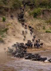 The great wildebeest migration in Africa 