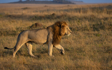 A lion in Africa 