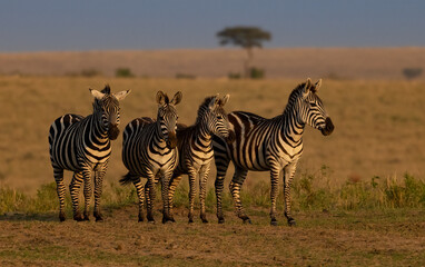 Fototapeta na wymiar Zebra in the Mara, Africa 