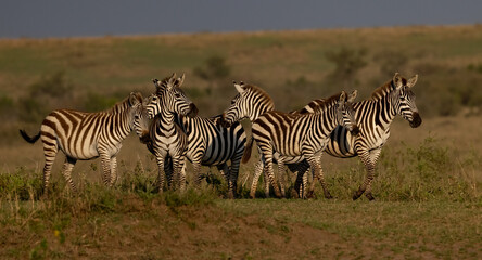 Naklejka na ściany i meble Zebra in the Mara, Africa 