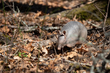 Naklejka na ściany i meble Nine-Banded Armadillo Foraging