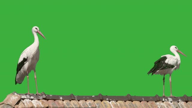 Close up of wild storks resting on roof of house with green screen in background
