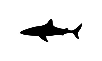 danger shark vector logo