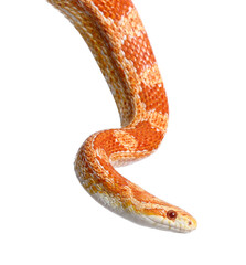 Corn snake on white background