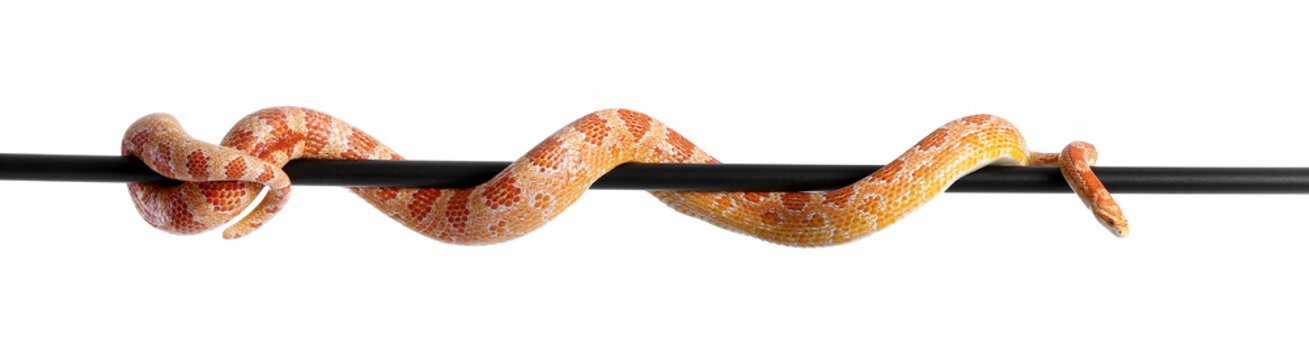 Corn snake on white background