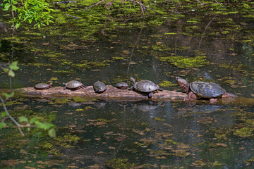 Terrapin Tummy Time in Spring