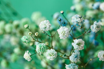 Beautiful colorful gypsophila flowers on color background, closeup