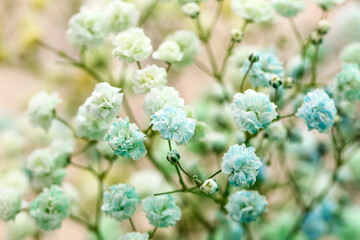 Beautiful colorful gypsophila flowers on color background, closeup