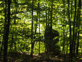 morning in the forest