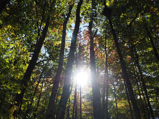 sun shining through the trees