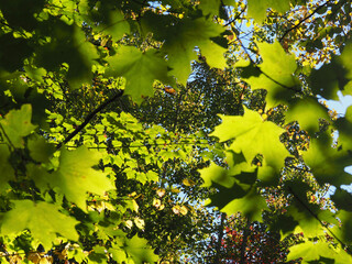 green leaves background