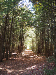 path in the forest