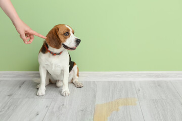 Owner scolding naughty dog for wet spot on floor
