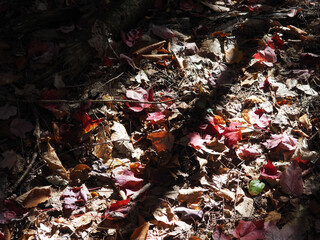 leaves in the garden