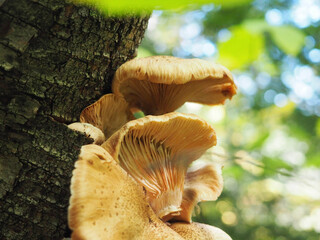 mushrooms on a tree trunk