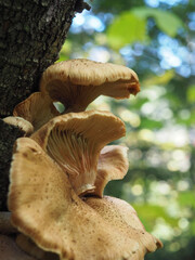mushrooms in the forest