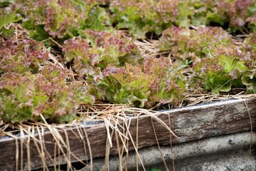 lettuce growing in vegetable garden.The concept of healthy agricultural