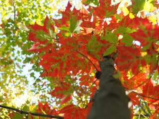 autumn leaves background