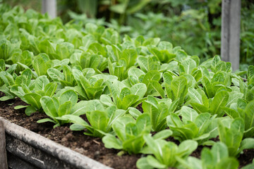 lettuce growing in the garden