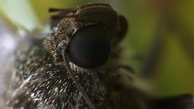 Macro close up of a large wild tropical moth surrounded by green foliage in Riviera Maya, Mexico near Cancun and Tulum
