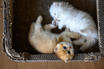 Two British Shorthair kittens playing happily lying in a cardboard box View from above, white and orange cats are naughty and looking up.