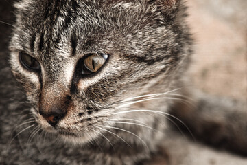 close up Cat eyes. animal photography