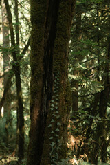 Fototapeta premium trees in the forest