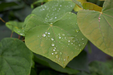 水滴のついた葉っぱ