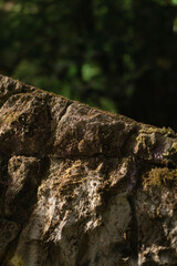 stone wall background in forest 