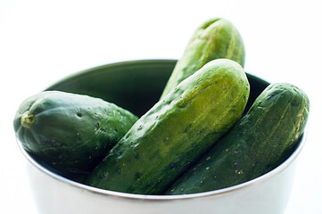 Stainless steel bowl with four pickling cucumbers arranged in it on a backlight white background.