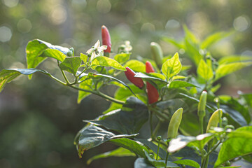 A tiny white blossom on the end of a tabasco pepper plant branch next to a hot red ripe pepper. 