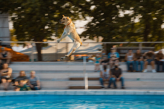 Flying Dog Jumping Into Pool