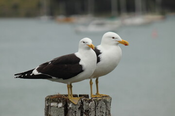 seagull on the pier