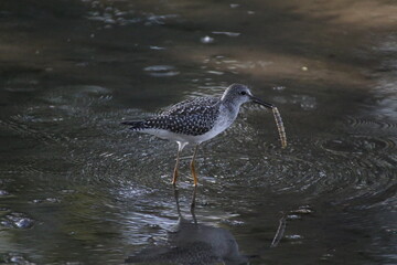 shore bird with reflection